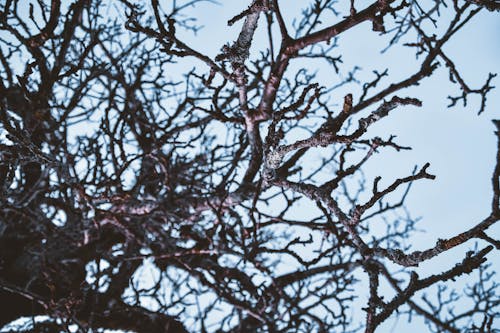Free Brown Tree Branches Under Blue Sky Stock Photo