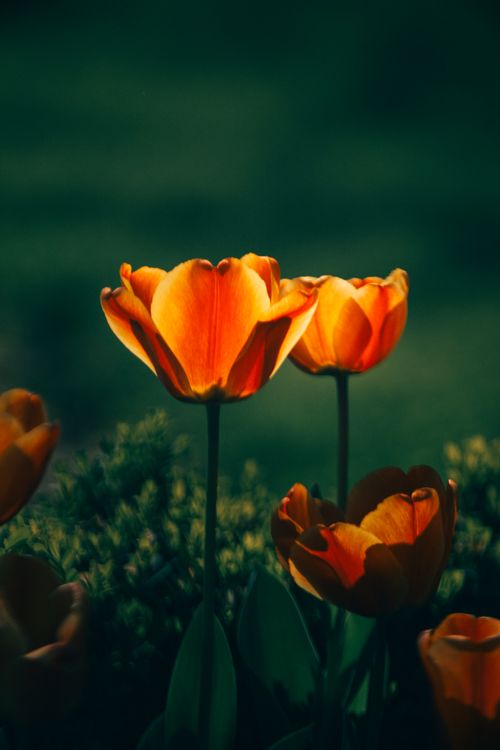 Free Close-up of vibrant orange tulips blooming outdoors, illuminated by natural sunlight against a green backdrop. Stock Photo