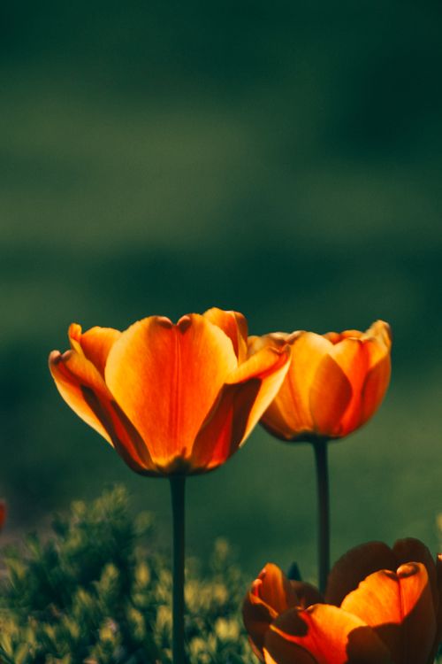 Free Close-up of blooming orange tulips with a lush green background, showcasing spring's beauty. Stock Photo