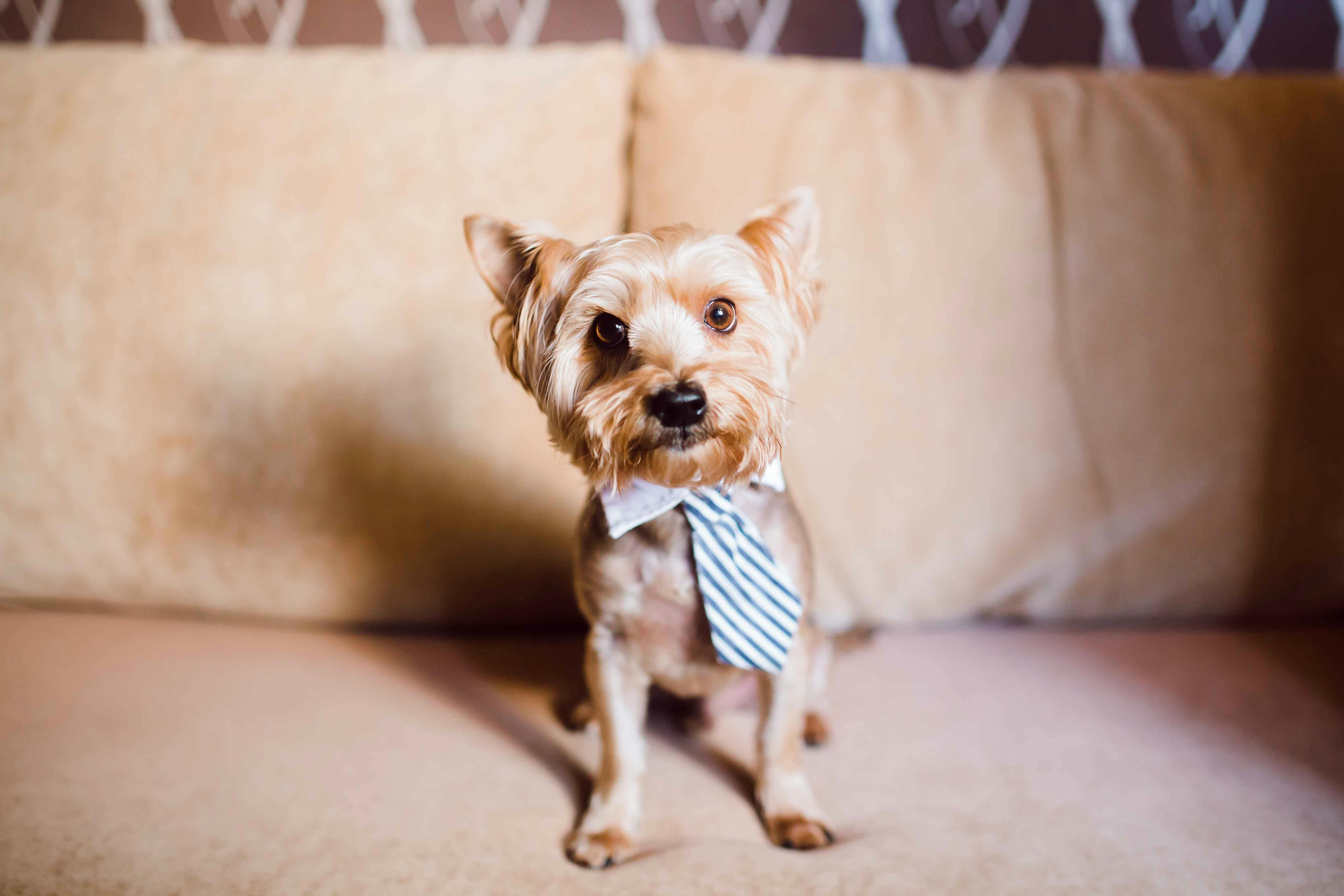 pet technology, pet technology companies, pet technology jobs, pet technology store, pet technology brain, pet technology mar