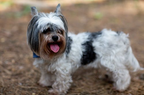 Cute Yorkshire Terrier Dog Outdoors