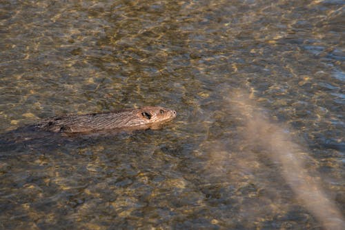 Free stock photo of aquatic animal, beaver, brown animal