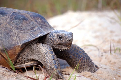 Kostenloses Stock Foto zu gopher-schildkröte, gopherus polyphemus, nahansicht