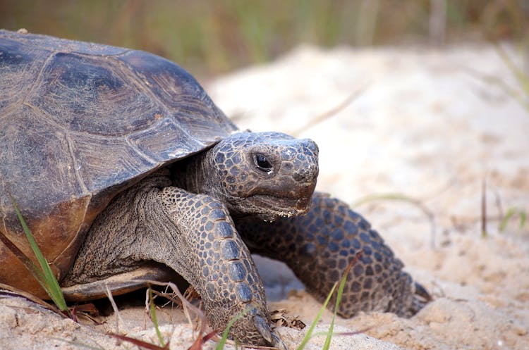 Gopher Tortoise