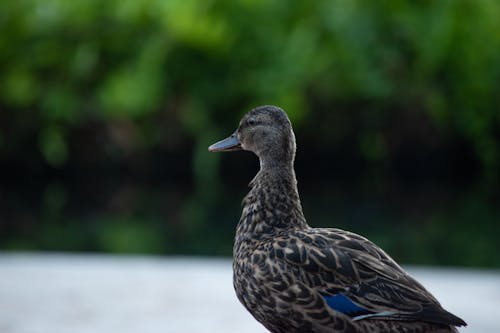 Brown Duck in Close Up Shot