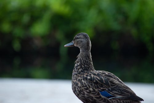 Kostenloses Stock Foto zu ente, nahansicht, stockente