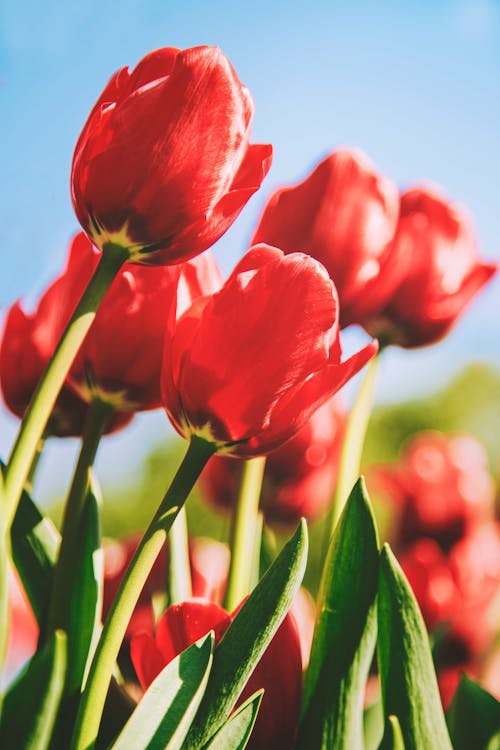 Foto stok gratis alam, bunga-bunga, flora