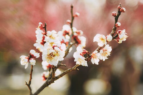 Close-up of a Cherry Blossom 