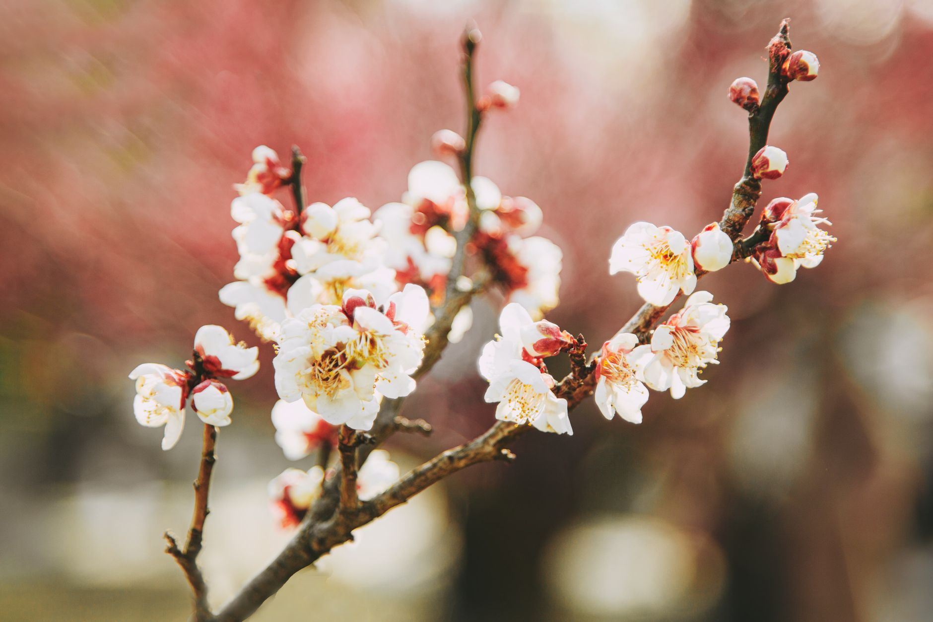 桃 桜 梅 違い 実の違いで比較する
