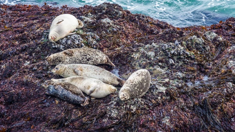 A group of seals resting on a rocky coastline by the ocean, showcasing marine life.