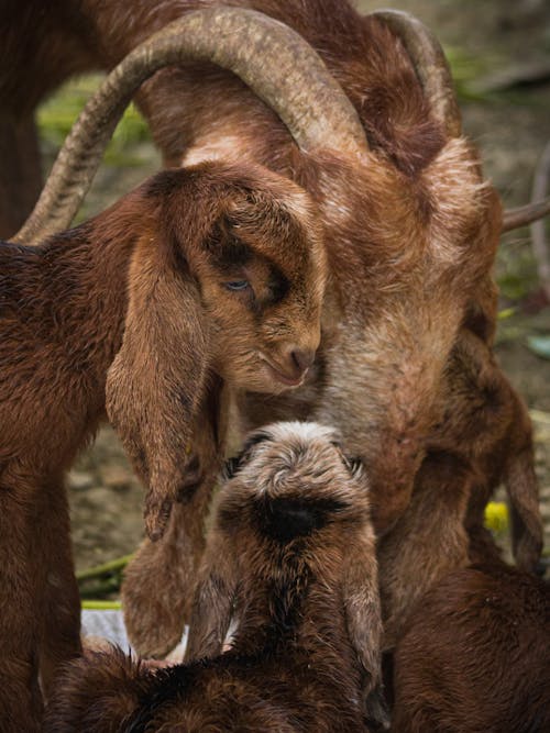 A nanny Goat with Kids