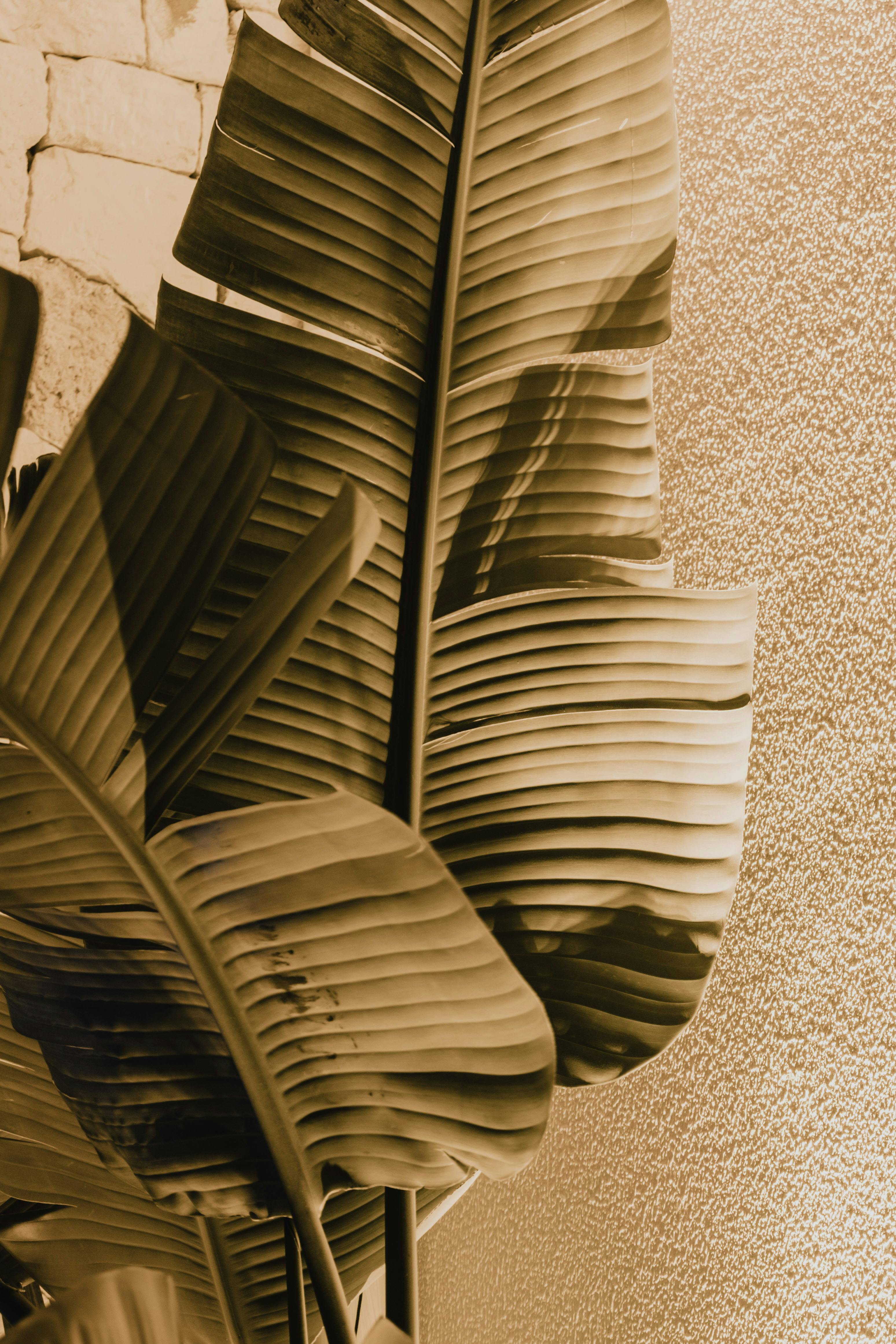 Banana plant leaves in sepia tone, showcasing detailed texture and pattern.
