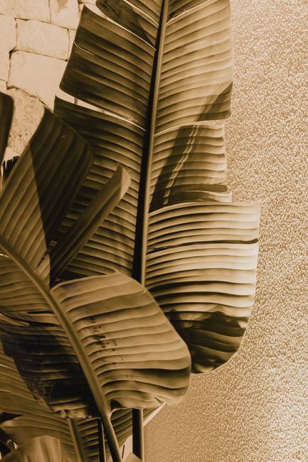 Banana plant leaves in sepia tone, showcasing detailed texture and pattern.