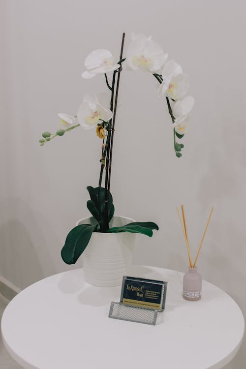 Gratis Foto stok gratis anggrek ngengat, bejana, bunga putih Foto Stok