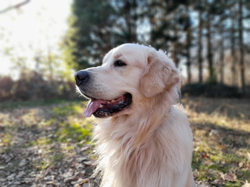 Fotos de stock gratuitas de animal, canino, de cerca