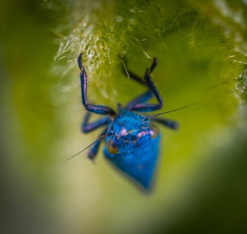 Selektives Foto Der Blauen Spinne