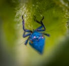 一张宏观自然照片的特写镜头中，一只明亮的蓝色昆虫倒挂在绿叶上
