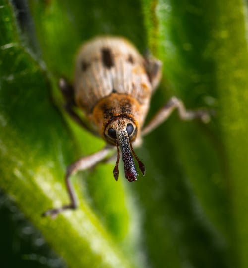 Insetto Marrone Nella Fotografia A Macroistruzione