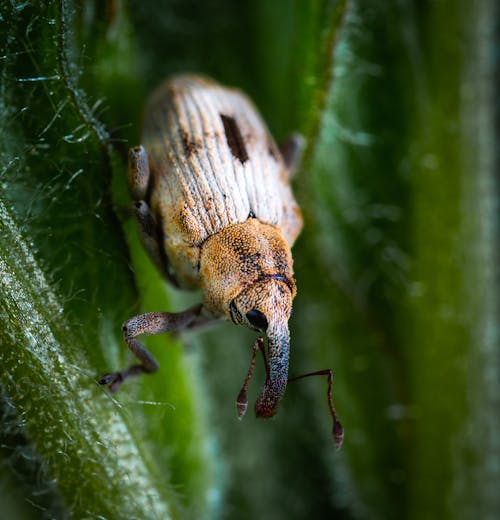 免費 黑色和棕色的甲蟲的微距攝影 圖庫相片