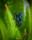 充满活力的蓝色昆虫白天栖息在绿叶上的详细宏观镜头