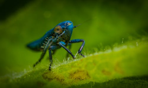 Blue Insect in Close-up Photography