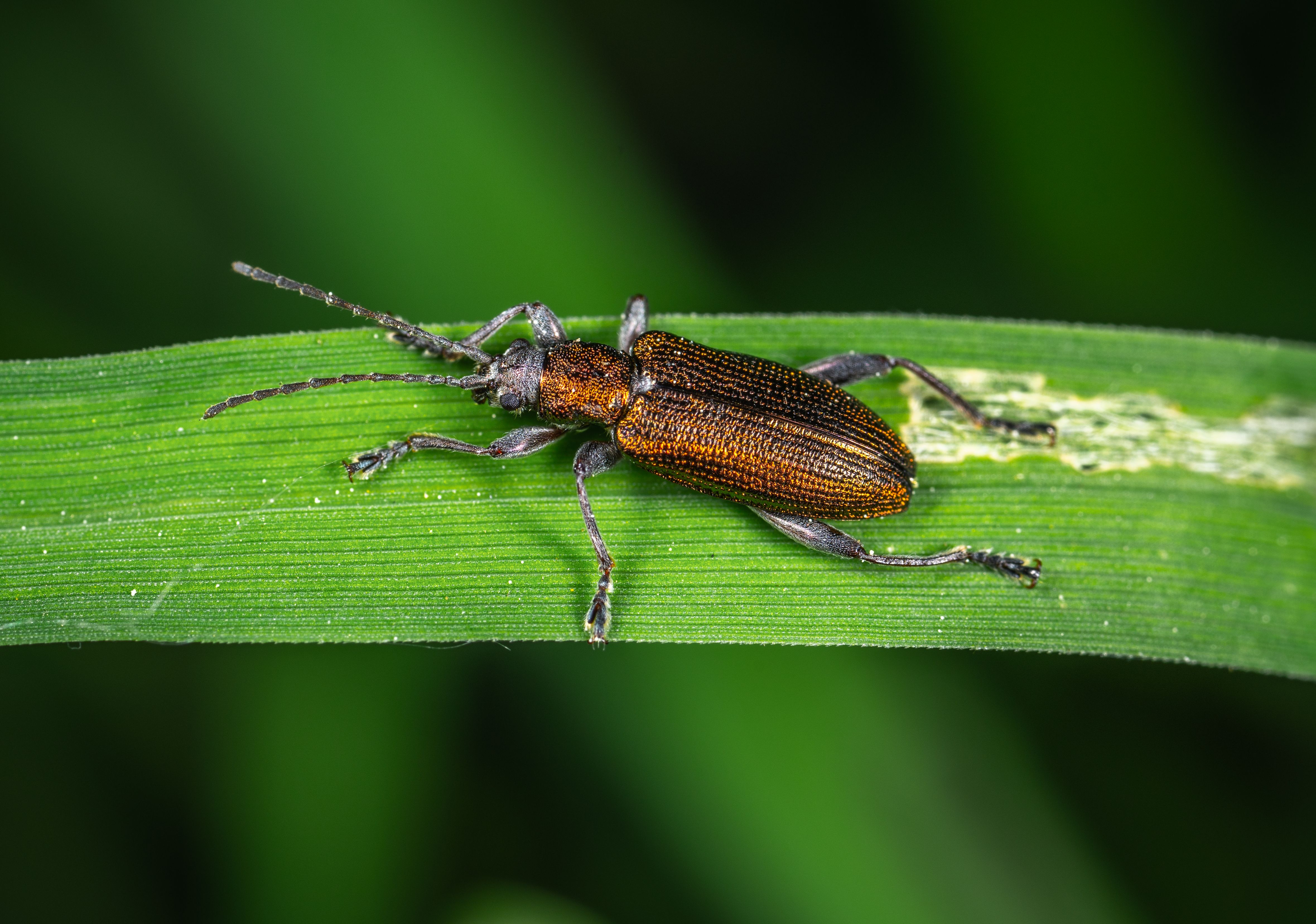Brown and Black Bug · Free Stock Photo