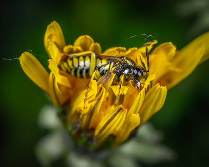 Macro Photography Of Hoverfly On Flowers Free Stock Photo Macro Photography Of Hoverfly On Flowers Free Stock Photo