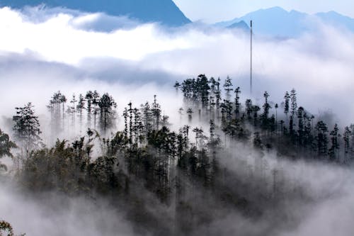 Green Trees on Mountain Covered with Fog