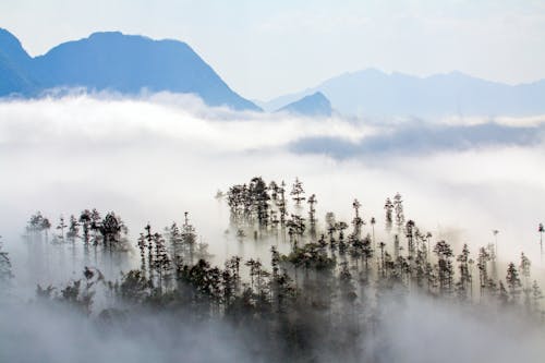 Green Trees on Mountain Covered with Fog