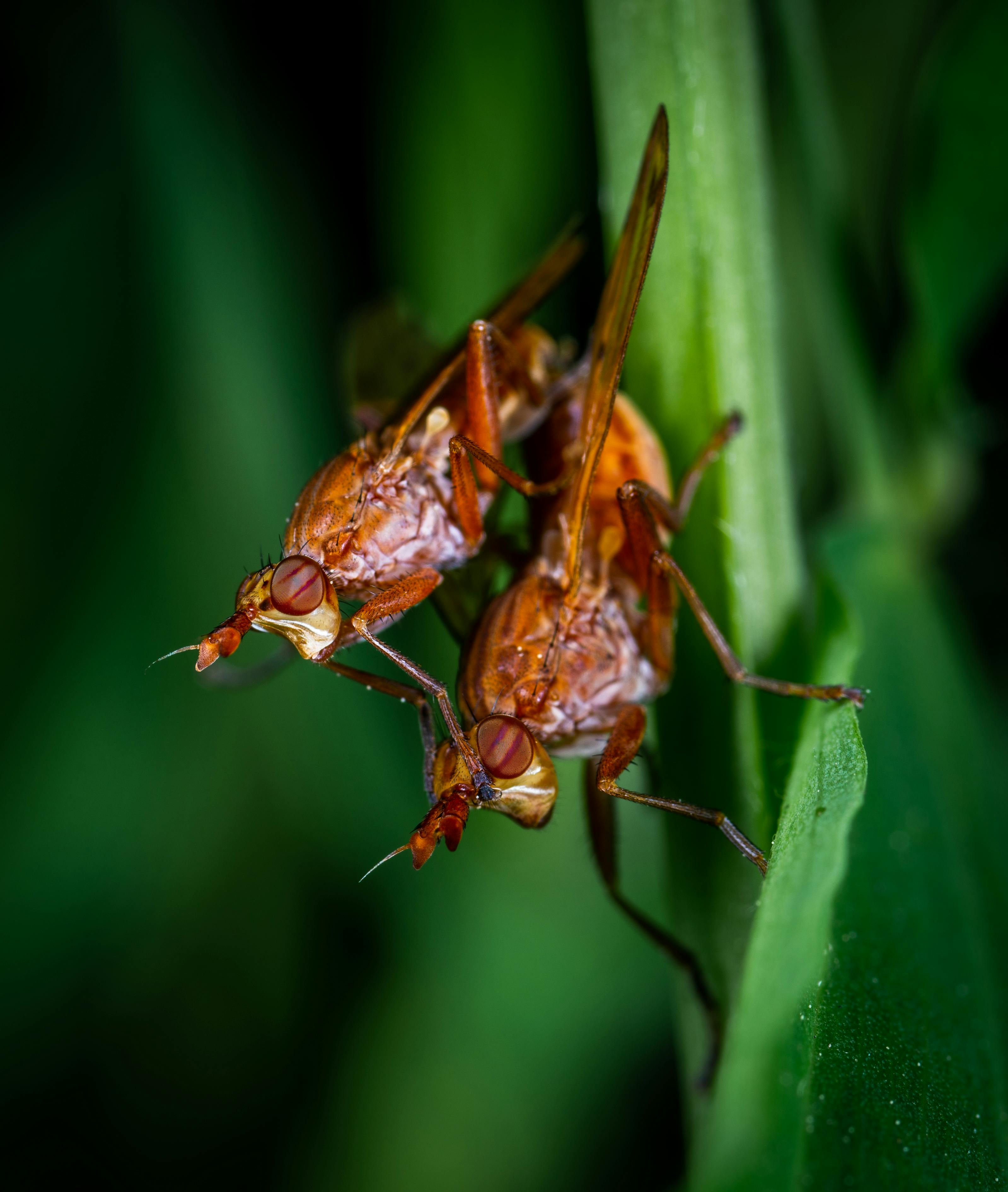 two brown flies