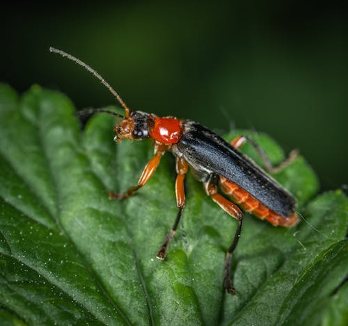 Δωρεάν στοκ φωτογραφιών με beetle, macro, αντένα Φωτογραφία από στοκ φωτογραφιών