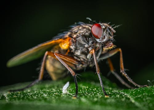 Fotografi Makro Gray Fly