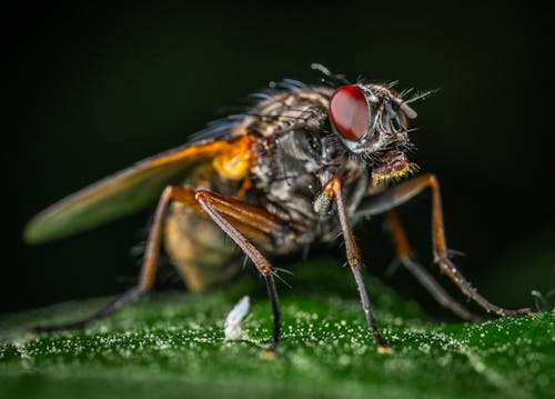 Gratis lagerfoto af behåret, blad, dyr