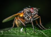 这张绿叶上的家蝇宏观照片，清晰地展示了其复杂的身体特征