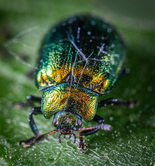 Close Shot of Green and Yellow Beetle