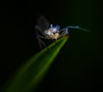 这张令人惊叹的宏观照片捕捉了栖息在绿叶上的昆虫，展现出复杂的细节与丰富的色彩