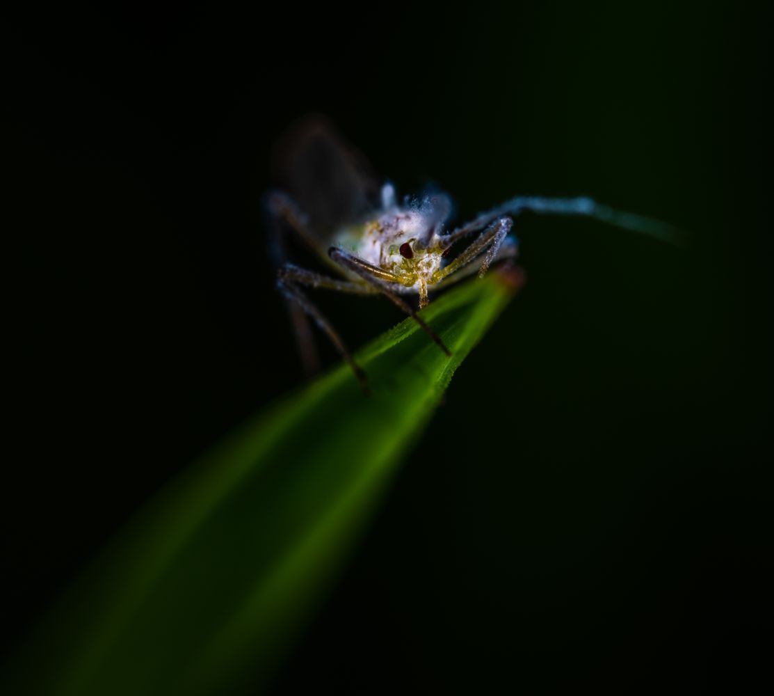 Tiny Insects Photos, Download The BEST Free Tiny Insects Stock Photos ...