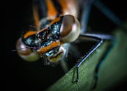 微距摄影下的蜻蜓特写，生动展示了其细节与色彩