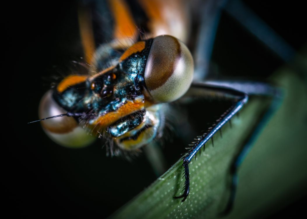 Blue Insect · Free Stock Photo