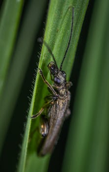 一只士兵甲虫在叶子上休息的宏观特写镜头