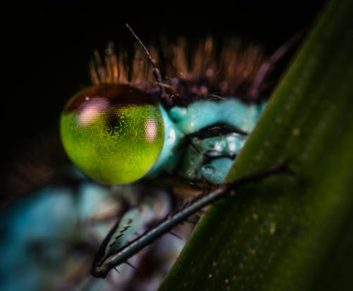 곤충 눈의 선택적 초점 사진