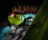 特写镜头下，一只蜻蜓充满活力的绿色眼睛和复杂的纹理清晰可见