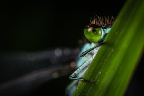 Focus Photography of Green Dragonfly