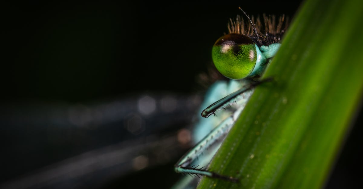 Why do stink bugs like light