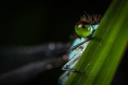 Free Close-up macro photography of a vibrant dragonfly perched on a leaf, showcasing its striking green eyes. Stock Photo