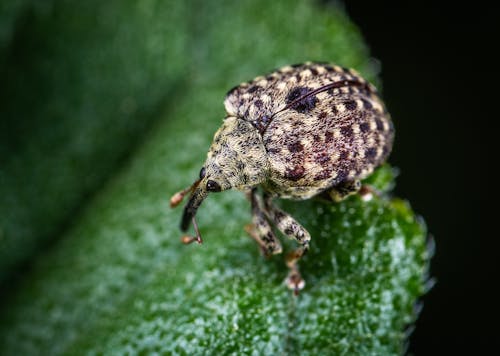 Foto Makro Serangga Abu Abu