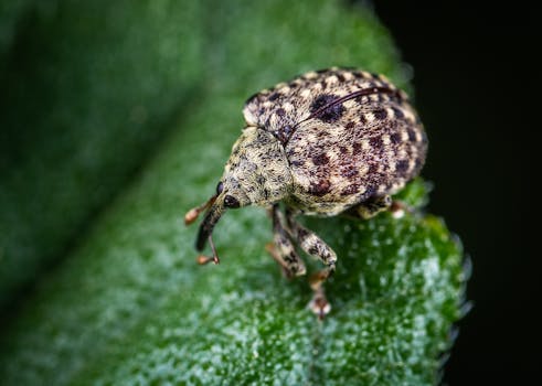 Macro Shot of Gray Insect