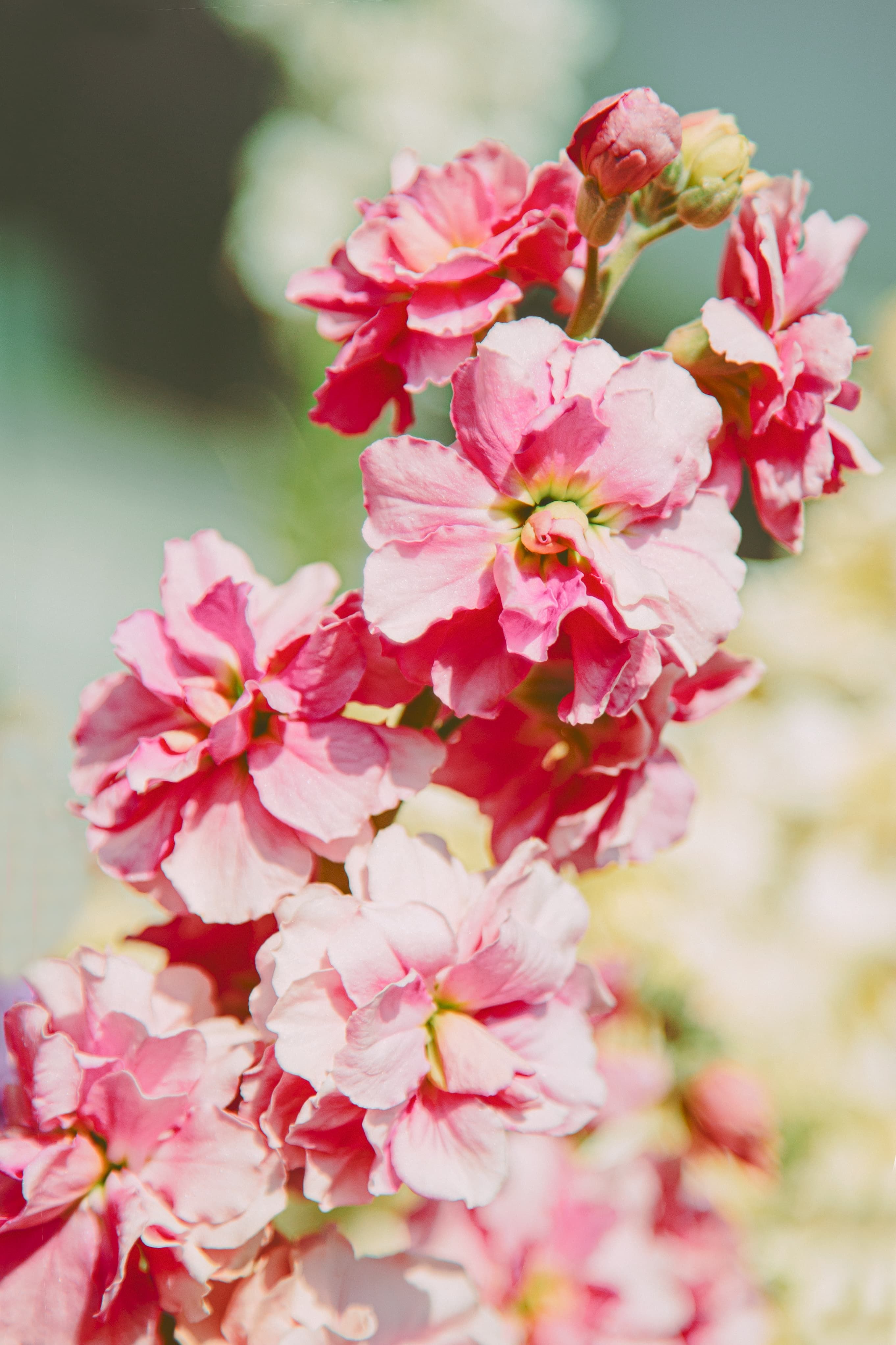 Beautiful close-up of pink hoary stock flowers in bloom, displaying delicate petals and bright colors.