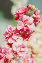 Close Up Photo of Pink Flowers