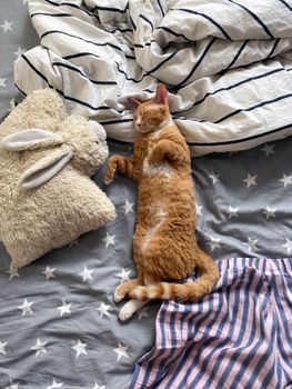 Cute orange cat sleeping on a bed with striped sheets in Russia, showcasing a cozy domestic scene.